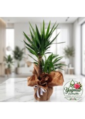 Çift Gövdeli Yuka (Yucca) Saksı Bitkisi
